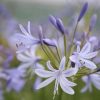 Agapanthus Plants * | Agapanthus Lavender Haze | 2L Pot