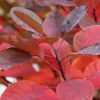 All Ornamental Shrubs * | Cotinus Grace | 2L Pot