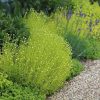 All Ornamental Shrubs * | Santolina Rosmarinifolia Lemon Fizz | 9Cm Pot