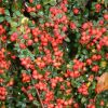 All Ornamental Shrubs * | Cotoneaster X Suecicus Coral Beauty | 2 Litre Pot