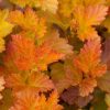 All Ornamental Shrubs * | Physocarpus Opulifolius Amber Jubilee ('Jefam') (Pbr) | 12L Pot