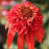 Echinacea Plants * | Echinacea Hot Papaya (Pbr) (Cone-Fections Series) | 9Cm Pot