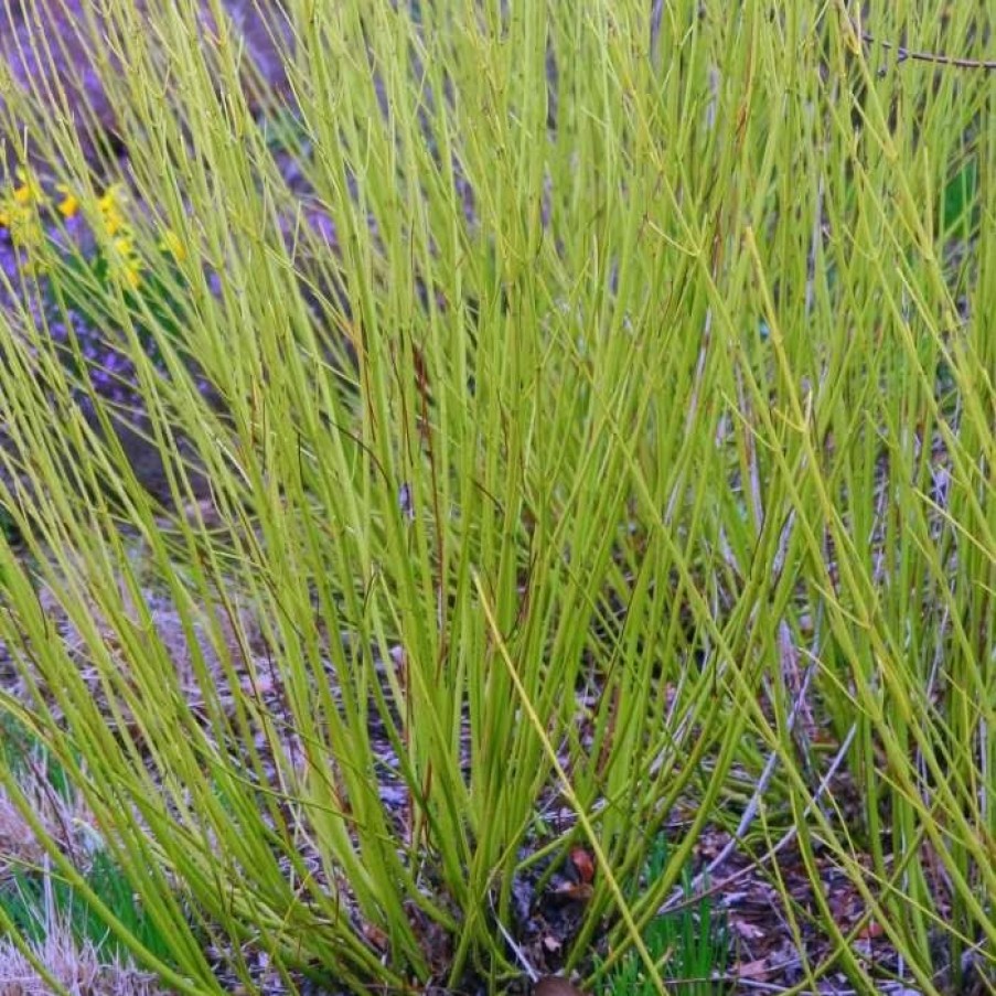 All Ornamental Shrubs * | Cornus Sericea Flaviramea | 2L Pot