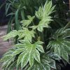 All Ornamental Shrubs * | Fatsia Japonica Spider'S Web | 7.5Lt Pot