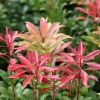 All Ornamental Shrubs * | Pieris Japonica Mountain Fire | 5 Litre Pot