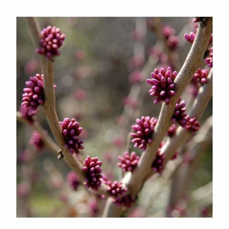 All Ornamental Shrubs * | Cercis Canadensis | Eastern Redbud | 10L Pot | 80-100Cm