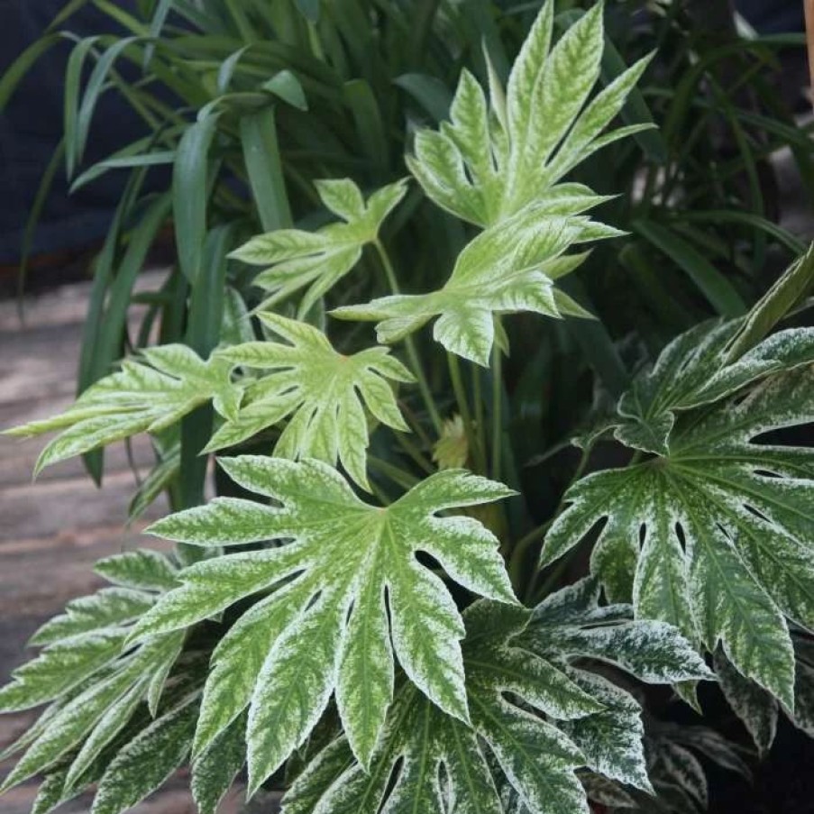 All Ornamental Shrubs * | Fatsia Japonica Spider'S Web | 2L Pot