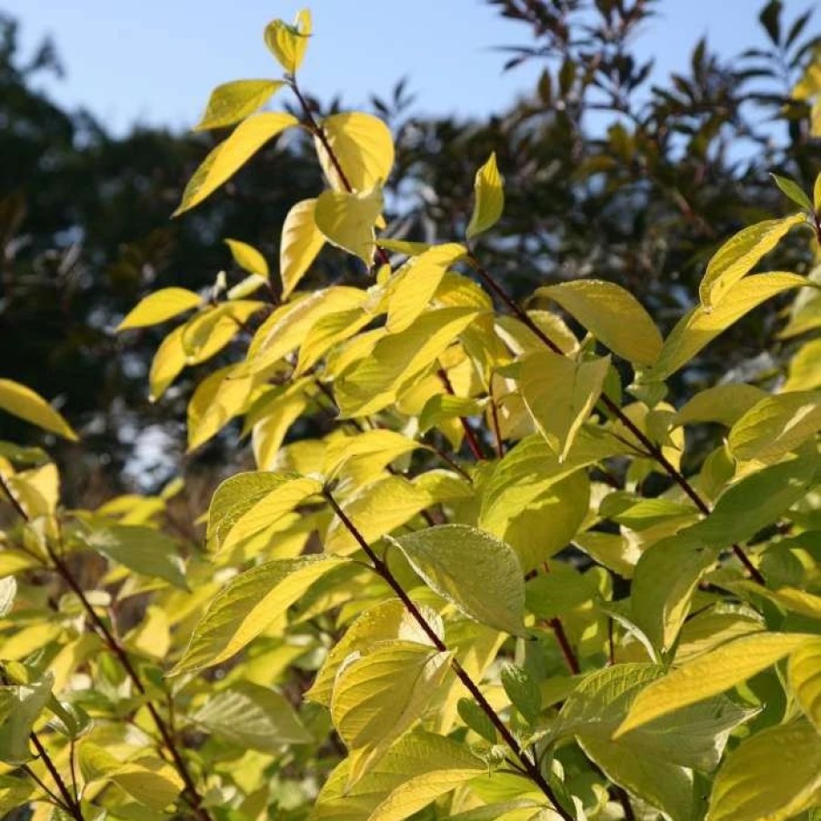 All Ornamental Shrubs * | Cornus Alba Aurea | 2L Pot