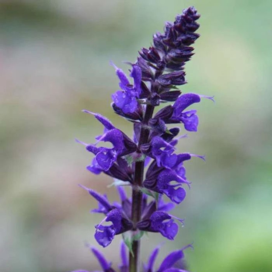 Salvia Plants * | Salvia Sylvestris Viola Klose | 2L Pot