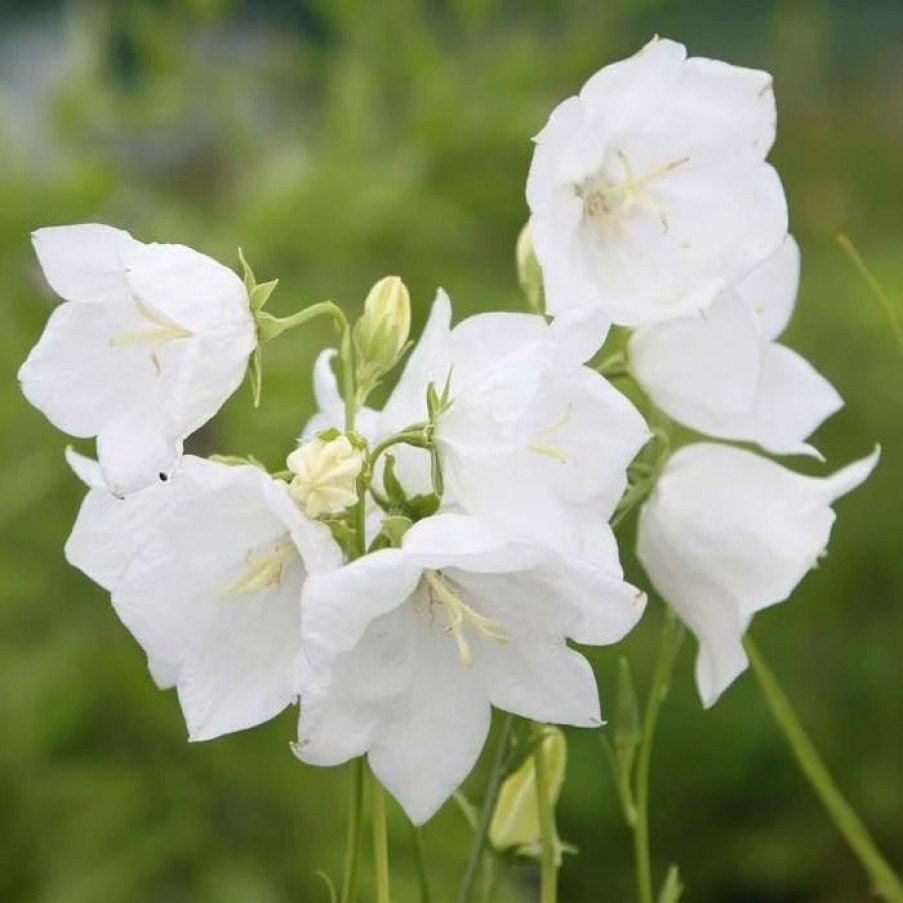 Campanula Plants * | Campanula Persicifolia Var. Alba | 9Cm Pot