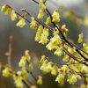 All Ornamental Shrubs * | Corylopsis Pauciflora | 2L Pot