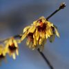 All Ornamental Shrubs * | Chimonanthus Praecox | 12L Pot