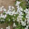 All Ornamental Shrubs * | Deutzia Gracilis Nikko | 2L Pot