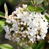 All Ornamental Shrubs * | Viburnum Burkwoodii | 2L Pot