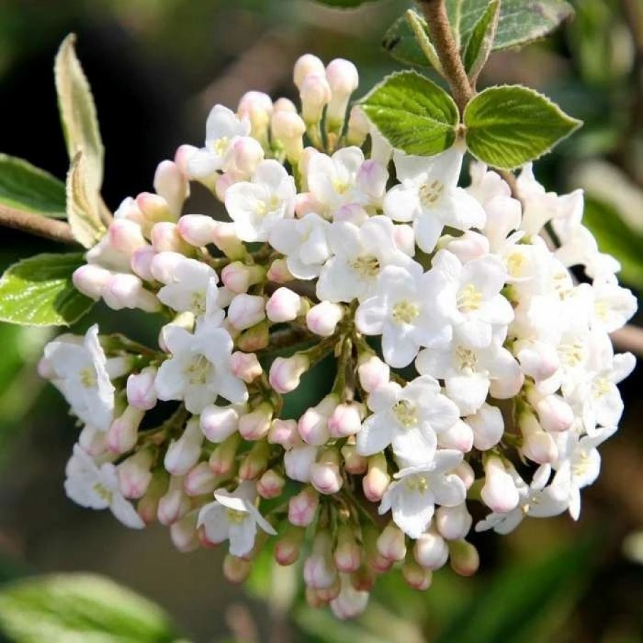 All Ornamental Shrubs * | Viburnum Burkwoodii | 2L Pot