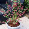 All Ornamental Shrubs * | Ribes Sanguineum Amore ('Annys2003') (Pbr) | 3L Pot