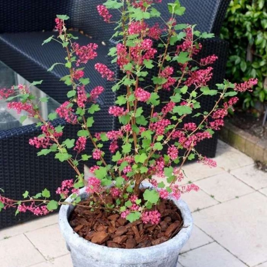 All Ornamental Shrubs * | Ribes Sanguineum Amore ('Annys2003') (Pbr) | 3L Pot