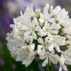 Agapanthus Plants * | Agapanthus Snow Crystal | 2L Pot