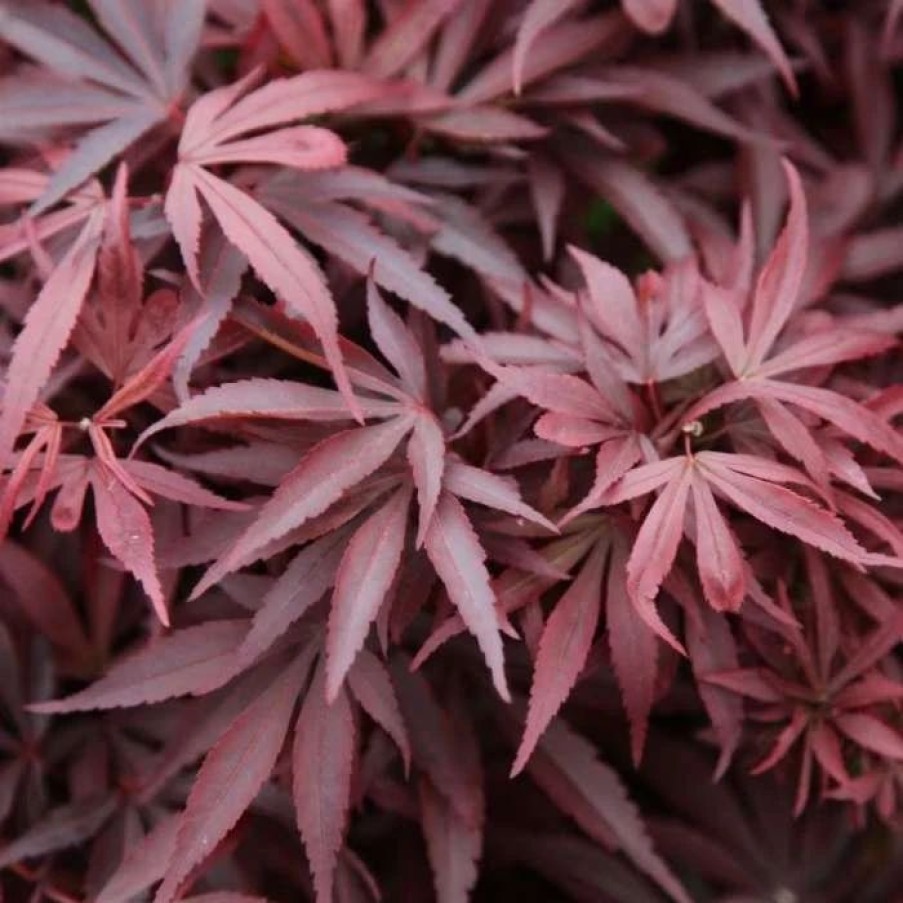 All Ornamental Shrubs * | Acer Palmatum Shaina | 3L Pot