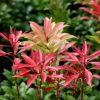 All Ornamental Shrubs * | Pieris Japonica Mountain Fire | 2 Litre Pot