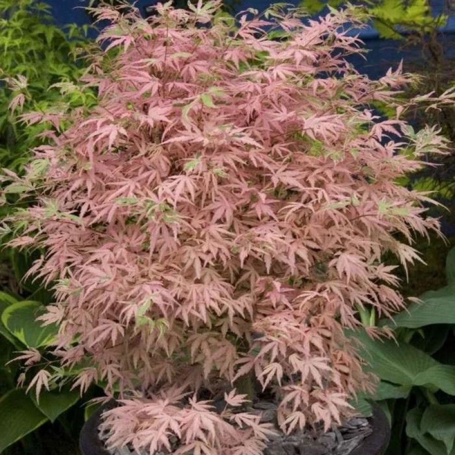 All Ornamental Shrubs * | Acer Palmatum Taylor (Pbr) | 3L Pot