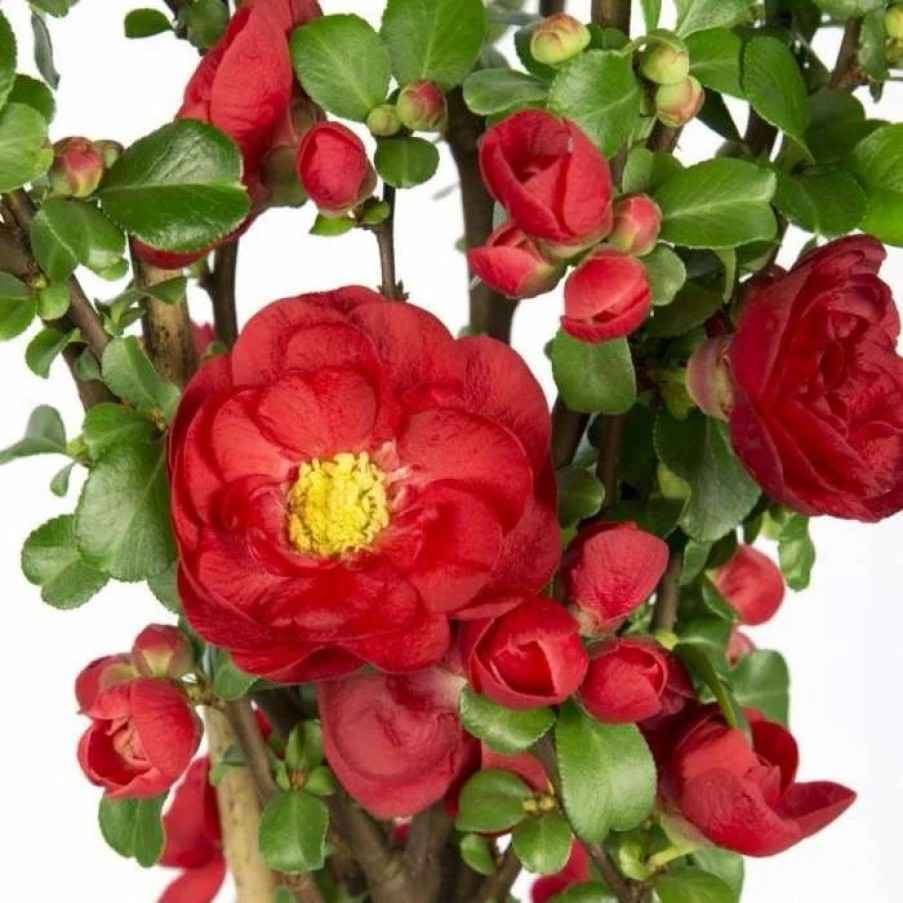 All Ornamental Shrubs * | Chaenomeles Speciosa Scarlet Storm (Pbr) | 12 Lt Pot