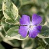 All Ornamental Shrubs * | Vinca Major Variegata | 2L Pot