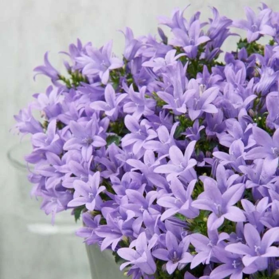 Campanula Plants * | Campanula Portenschlagiana Ambella Lavender ('Ptb11701') (Pbr) | 10.5Cm Pot