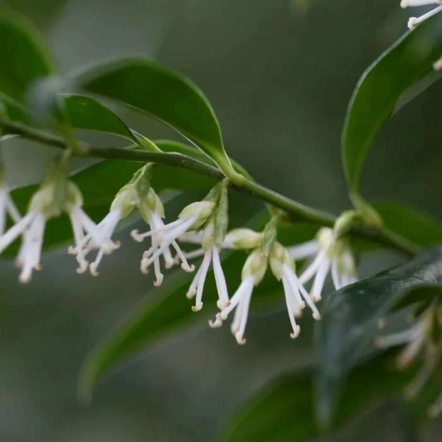 All Ornamental Shrubs * | Sarcococca Confusa | 2L Pot