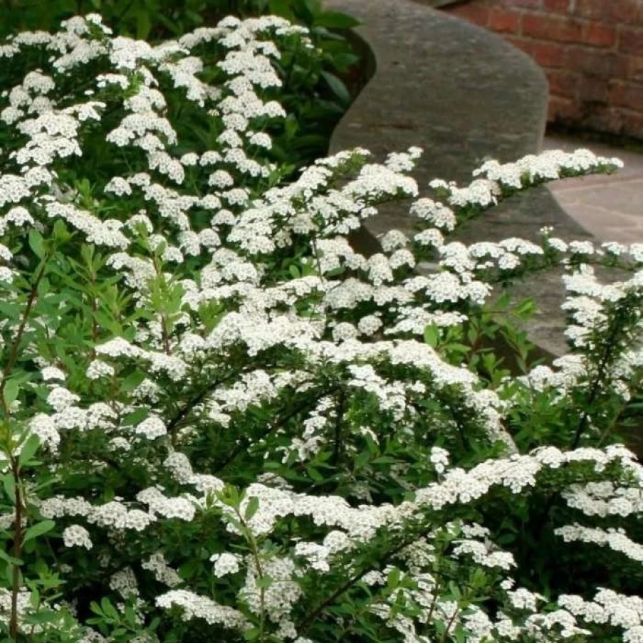 All Ornamental Shrubs * | Spiraea Nipponica Snowmound | 2L Pot