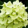 All Ornamental Shrubs * | Hydrangea Paniculata Forever&Ever Limegreen | 5L Pot