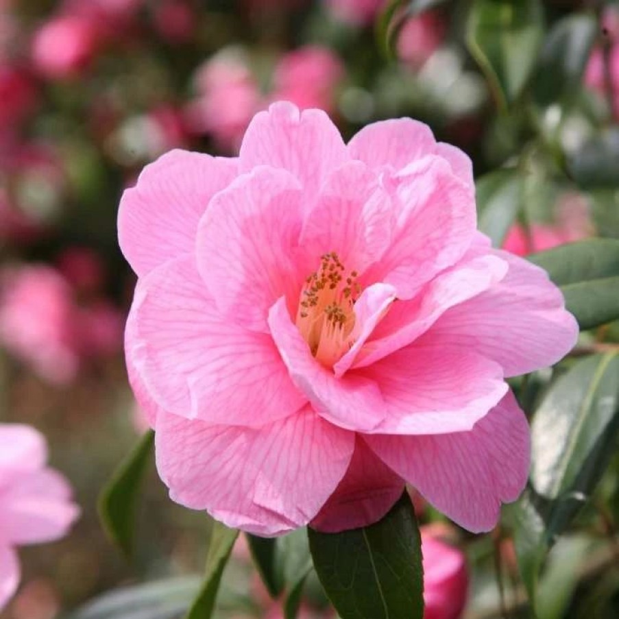 All Ornamental Shrubs * | Camellia X Williamsii Donation | 3 Litre Pot