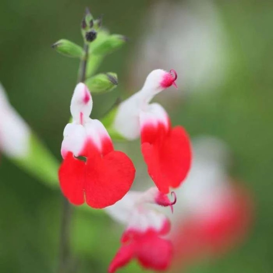 Salvia Plants * | Salvia Hot Lips | 2L Pot