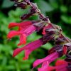 Salvia Plants * | Salvia Amante | 9Cm Pot