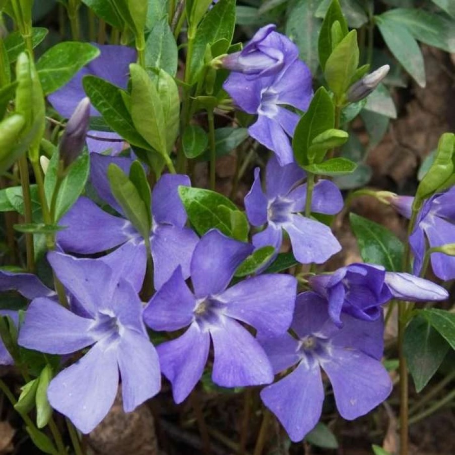 All Ornamental Shrubs * | Vinca Minor | 9Cm Pot