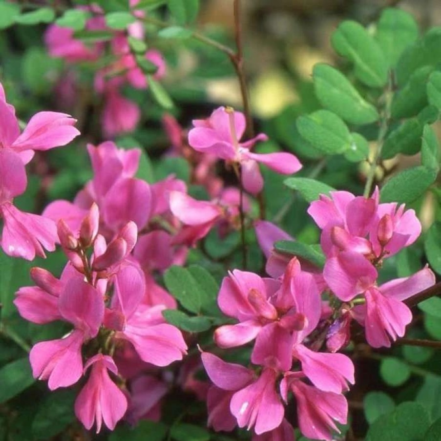 All Ornamental Shrubs * | Indigofera Himalayensis Silk Road | 2L Pot