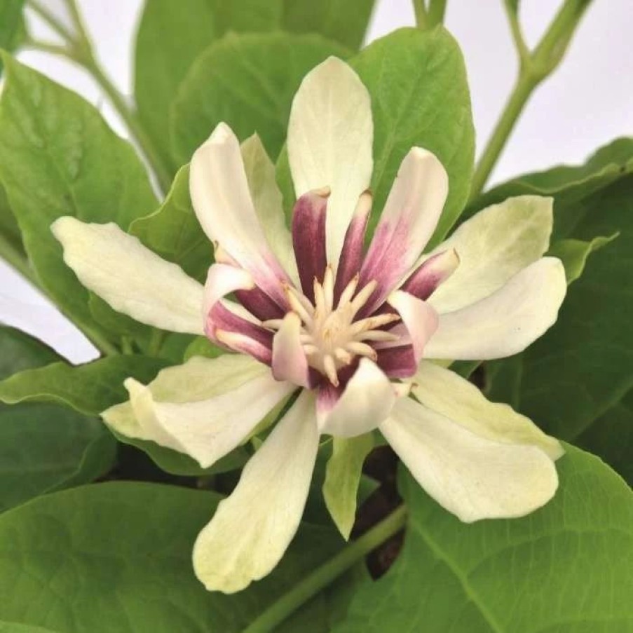 All Ornamental Shrubs * | Calycanthus Venus | 12L Pot