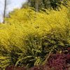 All Ornamental Shrubs * | Cytisus Praecox Allgold | 2L Pot