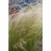 All Ornamental Shrubs * | Mexican Feather Grass | Stipa Tenuissima | 2L Pot