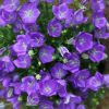 Campanula Plants * | Campanula Carpatica Blaue Clips | 9Cm Pot