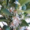 All Ornamental Shrubs * | Sarcococca Hookeriana Var. Humilis Fragrant Mountain ('Sarsid4') (Pbr) | 2L Pot