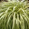 All Ornamental Shrubs * | Phormium Blondie (Pbr) | 2 Litre Pot