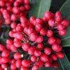 All Ornamental Shrubs * | Skimmia Japonica Subsp. Reevesiana | 1.5L Pot