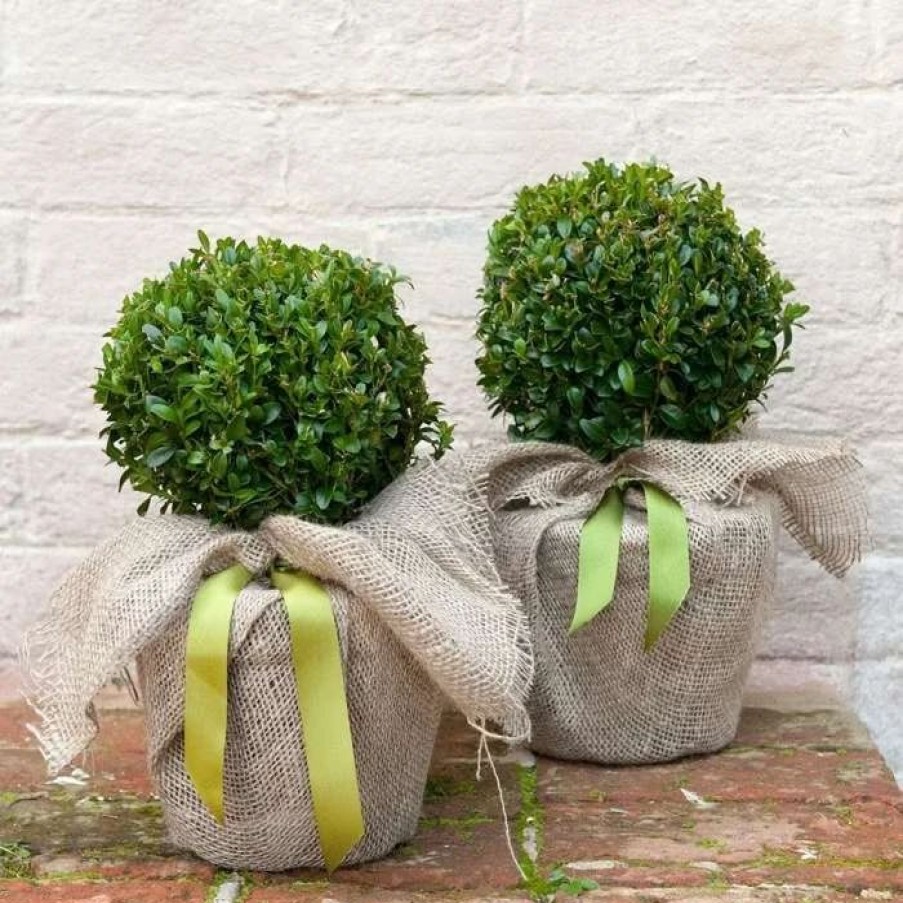 All Ornamental Shrubs * | Buxus Sempervirens | 3L Pot 20Cm Ball