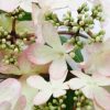 All Ornamental Shrubs * | Viburnum Plicatum F. Tomentosum Kilimanjaro Sunrise ('Jww5') (Pbr) | 12L Pot