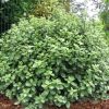 All Ornamental Shrubs * | Pittosporum Tenuifolium Golf Ball (Pbr) | 3L Pot