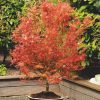 All Ornamental Shrubs * | Acer Palmatum Wilson'S Pink Dwarf | 3L Pot