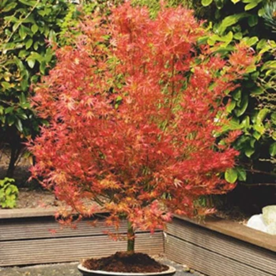 All Ornamental Shrubs * | Acer Palmatum Wilson'S Pink Dwarf | 3L Pot