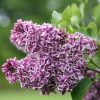 All Ornamental Shrubs * | Syringa Vulgaris Sensation | 3L Pot