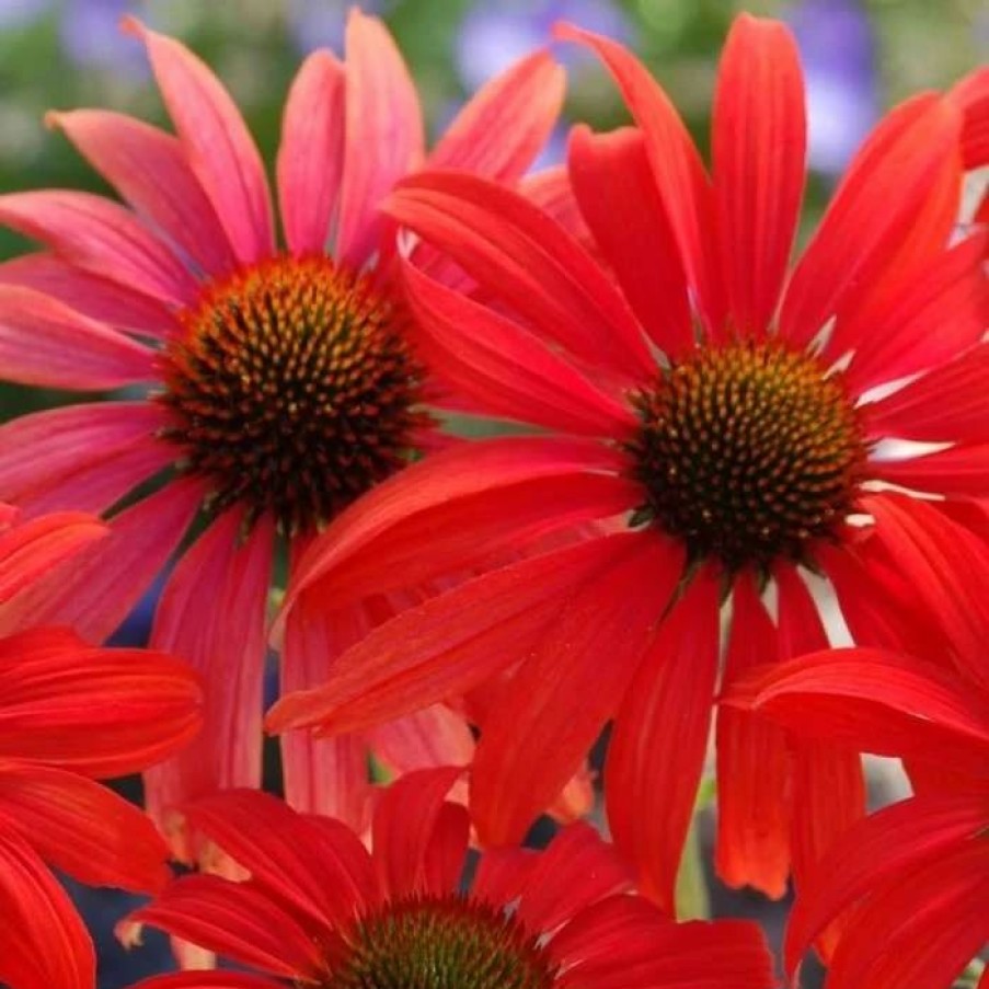 Echinacea Plants * | Echinacea Tomato Soup (Pbr) | 9Cm Pot